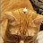@matthewz5234 Avatar