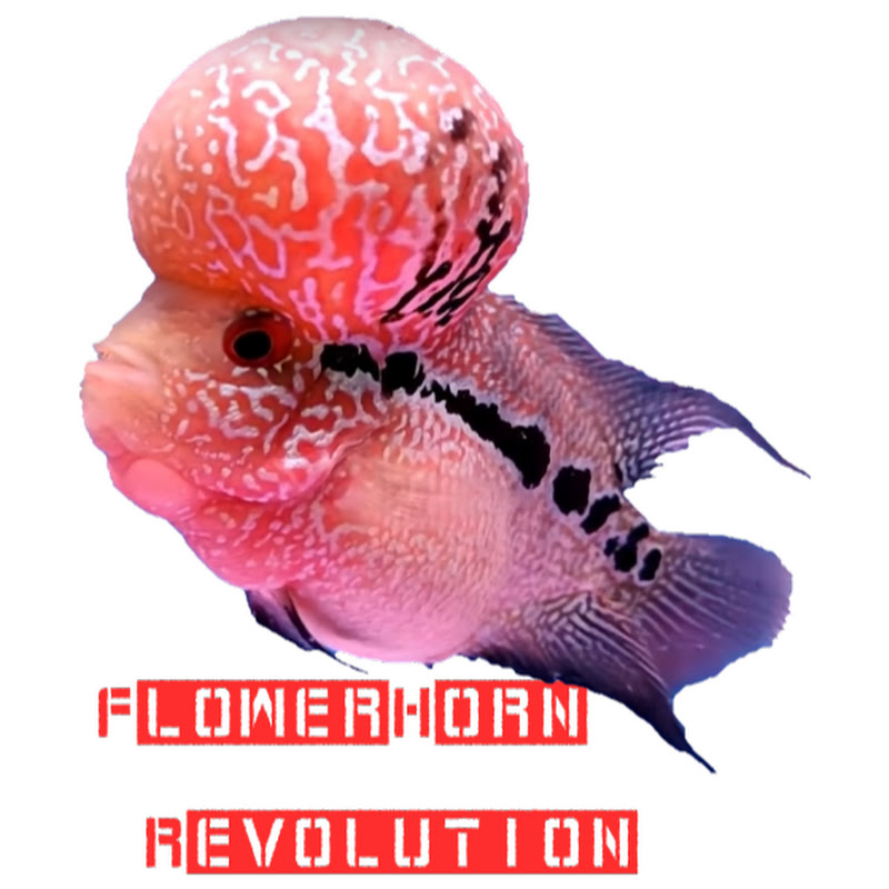 FlowerHorn Revolution