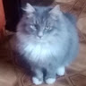 Автор