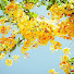 w9m0DUYu2AY-channel-avatar-The Colour Yellow