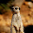 @tiagopereira5260's avatar