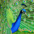 tCXzDGOF8Fs-channel-avatar-Sacrewell
