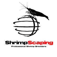 Fábio Silva ShrimpScaping