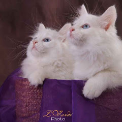 Turkish Angora Cats Active Breedersアイコン画像