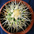 Norcactus Norcactus