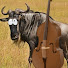 k1dq-ZzyGIg-channel-avatar-bewildebeest