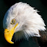 M0O1Dp2cocQ-channel-avatar-SassePhoto