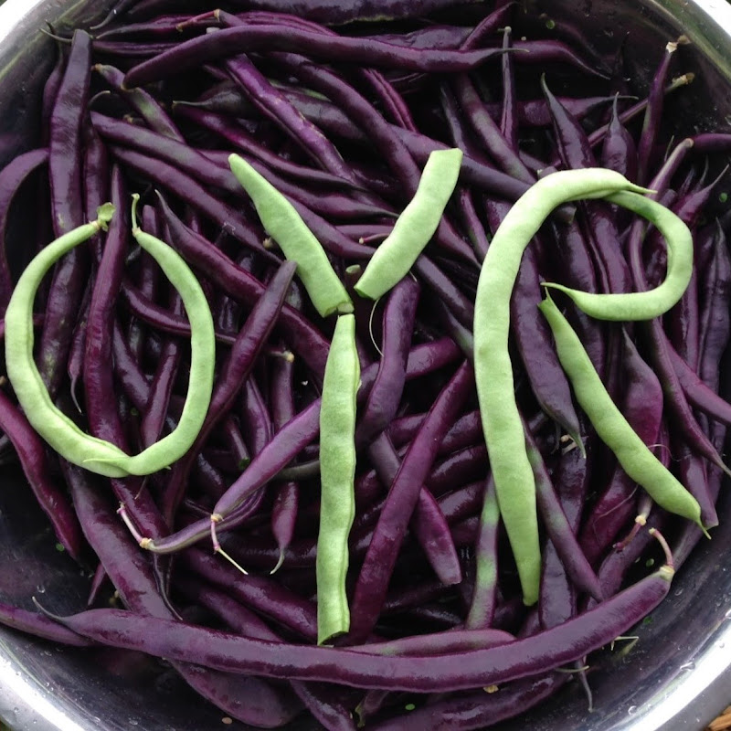 OYR Frugal & Sustainable Organic Gardening icon