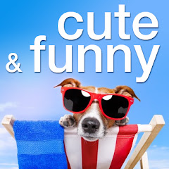 Channel thumbnail for Cute Puppies