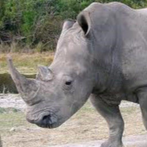 EO Rhino
