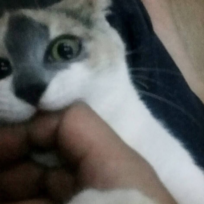 불도그
