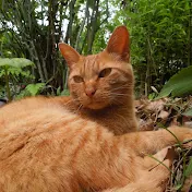 torajirou nekomura