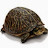 Turtle36004
