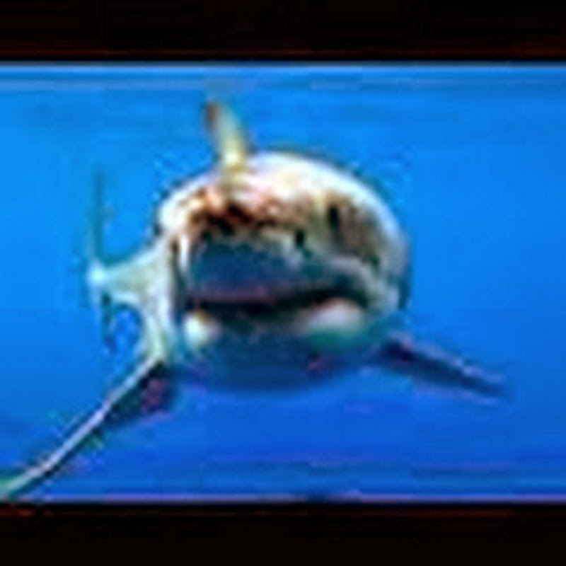 SHARKSANDCREATURES icon