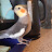 @cockatieltime2259