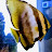 @aquapuncture Avatar