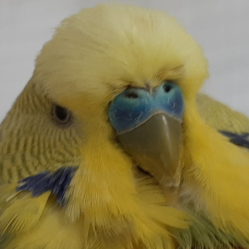 Птушкі Юрася Logo