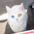 Lwoavie Cat孤泣&孤貓