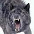 QPZEMcd4EA0-channel-avatar-Wolf9958