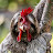 @chickenslothstudios699's avatar
