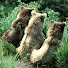 TZ5HJHZ8Mfw-channel-avatar-bebearaware