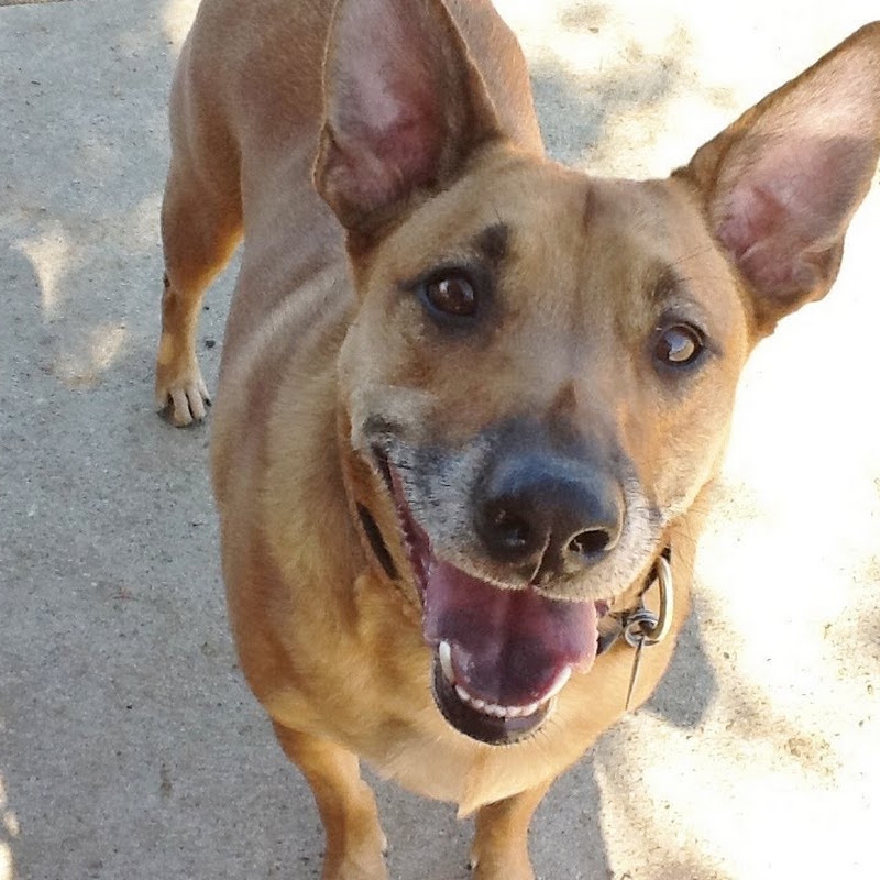 tailsofrescuetexas