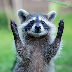 アライグマちゃんねる