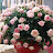 @행복-q5l