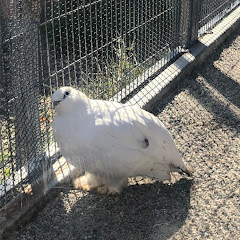 ダウナ嬢