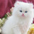 @ياسمينة-ذ3ص