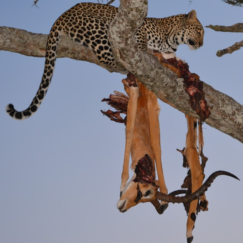 Safari Village Expeditions
