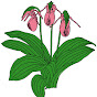 NC Wildflowers logo