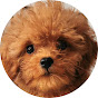 Frankie's Everyday: Life of a Red Toy Poodle logo