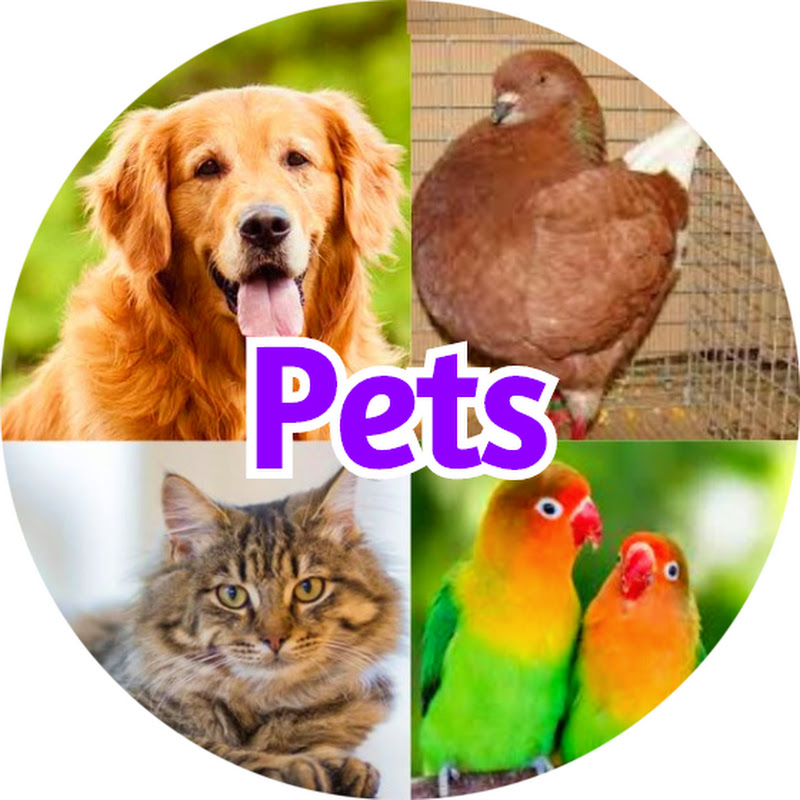 Pets