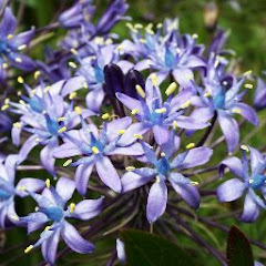 Jun Miuアイコン画像