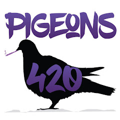 Pigeons 420 net worth