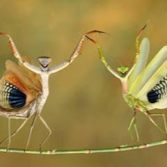 生田目蟷螂アイコン画像