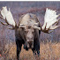 UQWmTG9ShxM-channel-avatar-Alaska TRU Outdoors