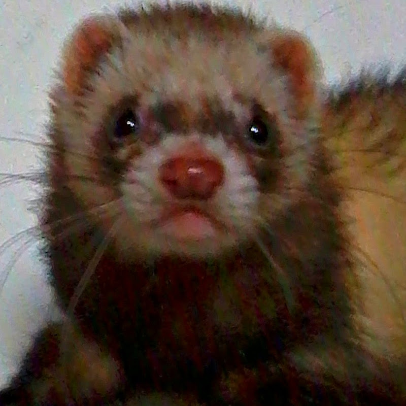 Channel Avatar