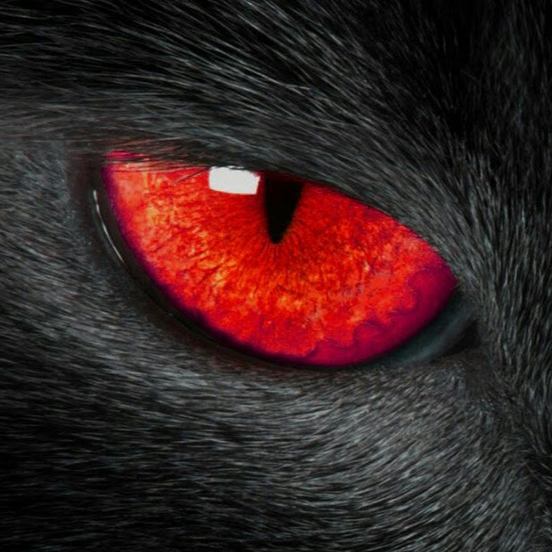 012 Catsub