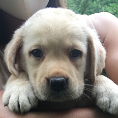 ベニーの成長日記 Labrador Retriever ‘Benny’アイコン画像