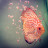 @jacksaquatics1073 Avatar
