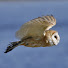 QwAz-r25q4E-channel-avatar-Sarasota Audubon