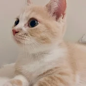 マンチカンのとろ