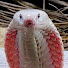 dZxW2JjuWRE-channel-avatar-Snakeysnake123