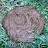 @bullcompost Avatar