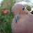 @pigeonpallz1733 Avatar