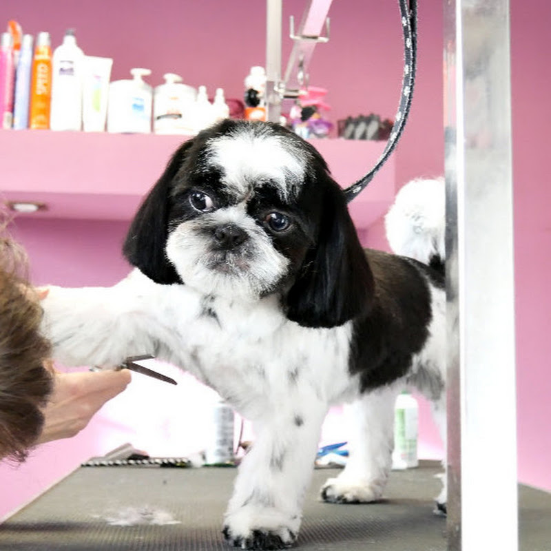 PetGroooming “PetGrooming”