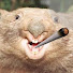 C-0XCd5wDdY-channel-avatar-Wombutt
