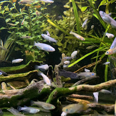 ムタムタアイコン画像